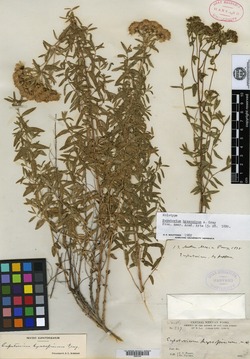 Image of Eupatorium hyssopinum
