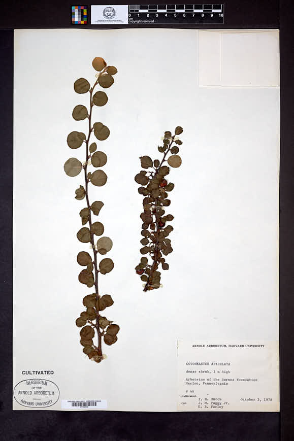 Cotoneaster apiculatus image