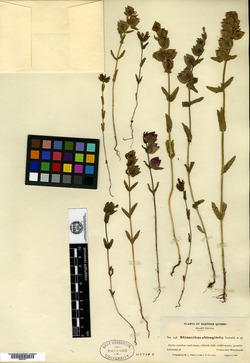 Rhinanthus groenlandicus image