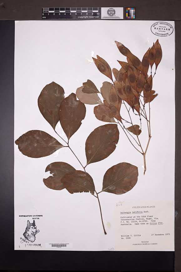 Dalbergia latifolia image
