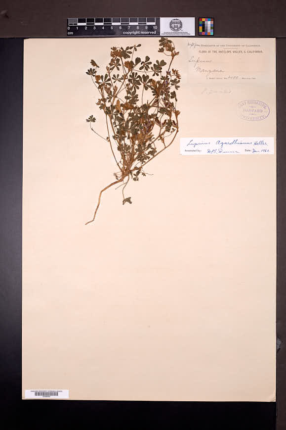 Lupinus agardhianus image