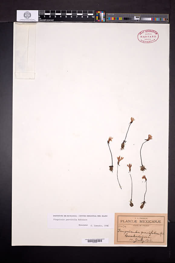 Pinguicula parvifolia image