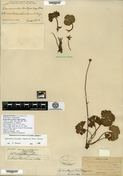 Image of Ranunculus cooleyae