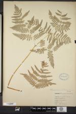 Pteridium aquilinum subsp. latiusculum image