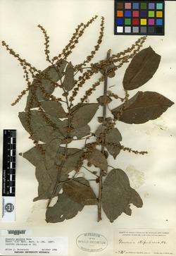 Image of Gouania stipularis