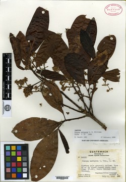 Image of Persea nubigena