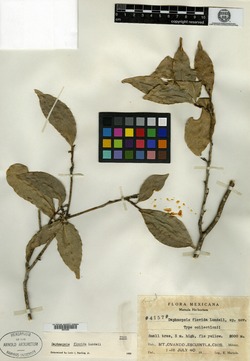 Daphnopsis flavida image
