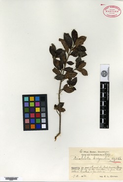 Image of Rondeletia brigandina