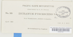 Dicranum fuscescens image