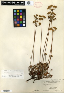 Image of Eriogonum cupulatum