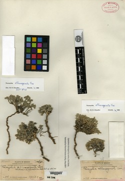 Image of Paronychia albomarginata
