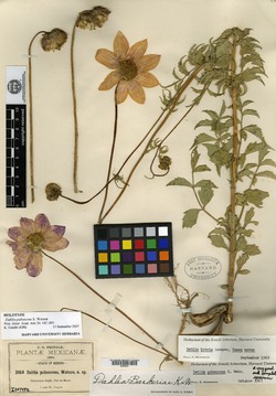 Image of Dahlia pubescens