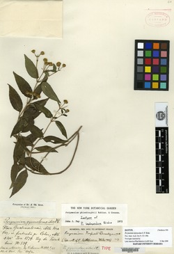 Image of Perymenium ghiesbreghtii
