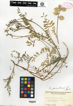 Image of Astragalus gruinus