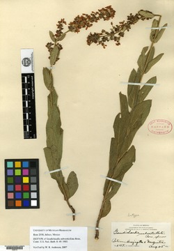 Image of Aspicarpa subverticillata