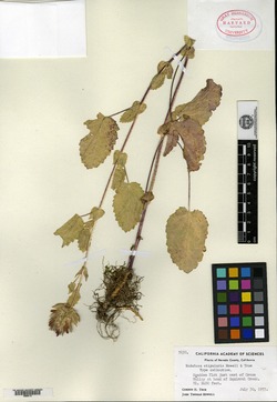 Image of Sidalcea stipularis