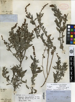 Image of Ambrosia cheiranthifolia