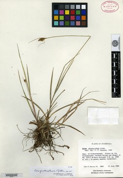 Image of Carex guatemalensis