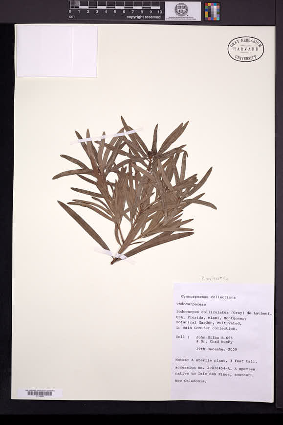 Podocarpus sylvestris image