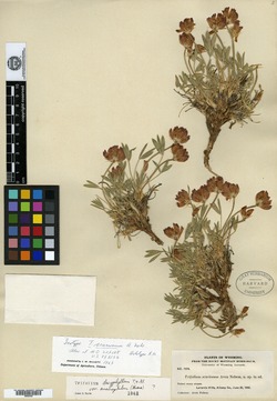 Trifolium scariosum image