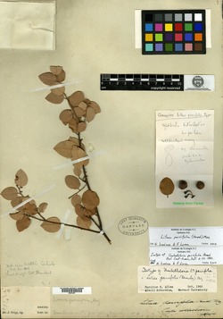 Malapoenna parvifolia image