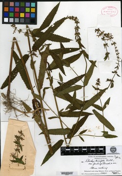 Stachys tenuifolia var. perlonga image