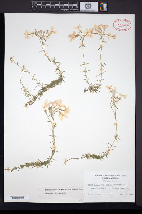 Phlox nivalis subsp. hentzii image