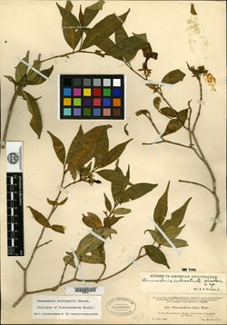Image of Tabernaemontana eubracteata
