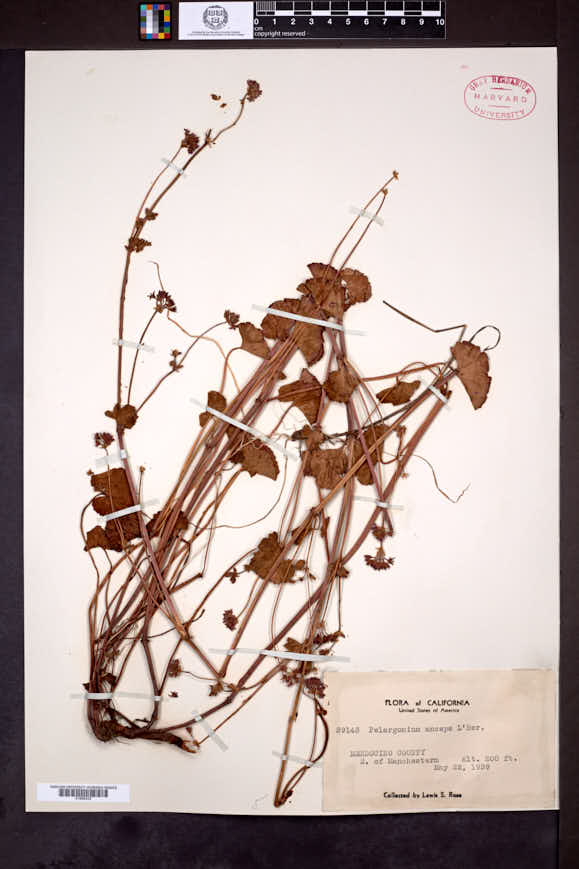 Pelargonium anceps image