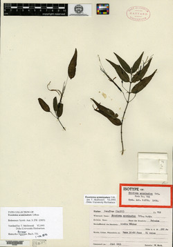 Image of Exostema acuminatum