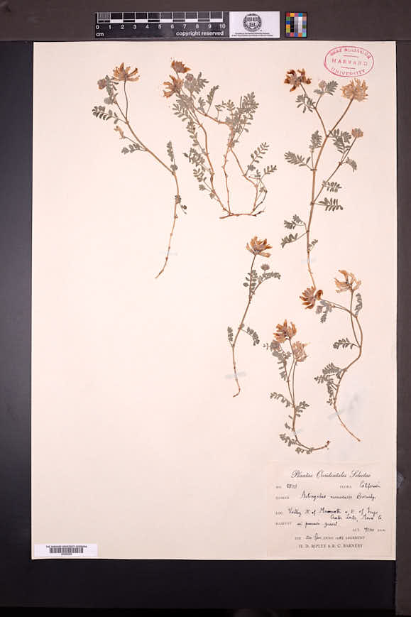 Astragalus monoensis image