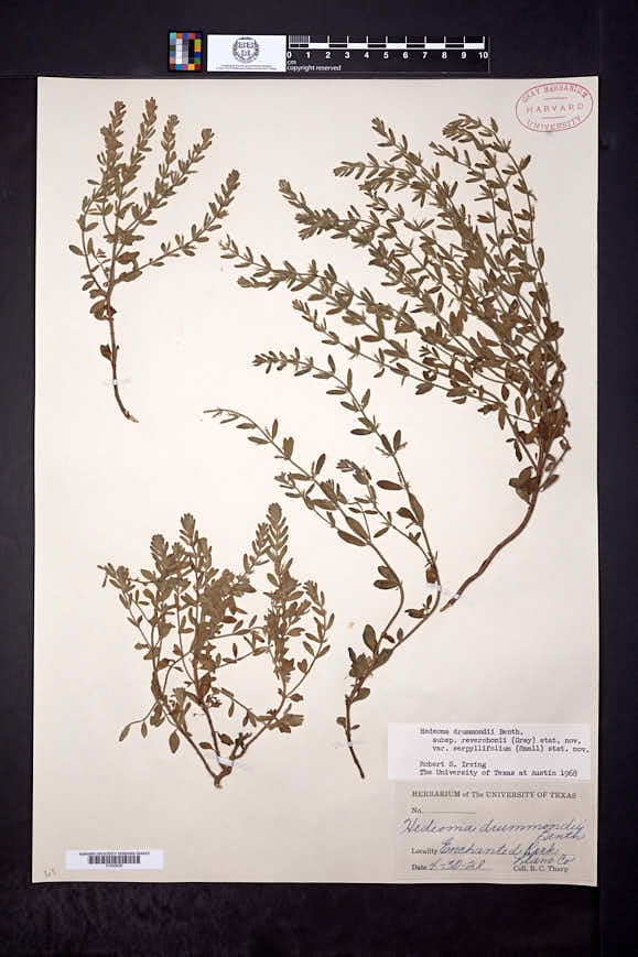 Hedeoma reverchonii var. serpyllifolium image