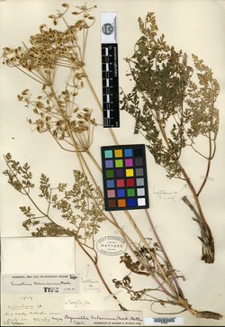 Lomatium nelsonianum image