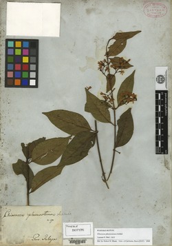 Chiococca phaenostemon image