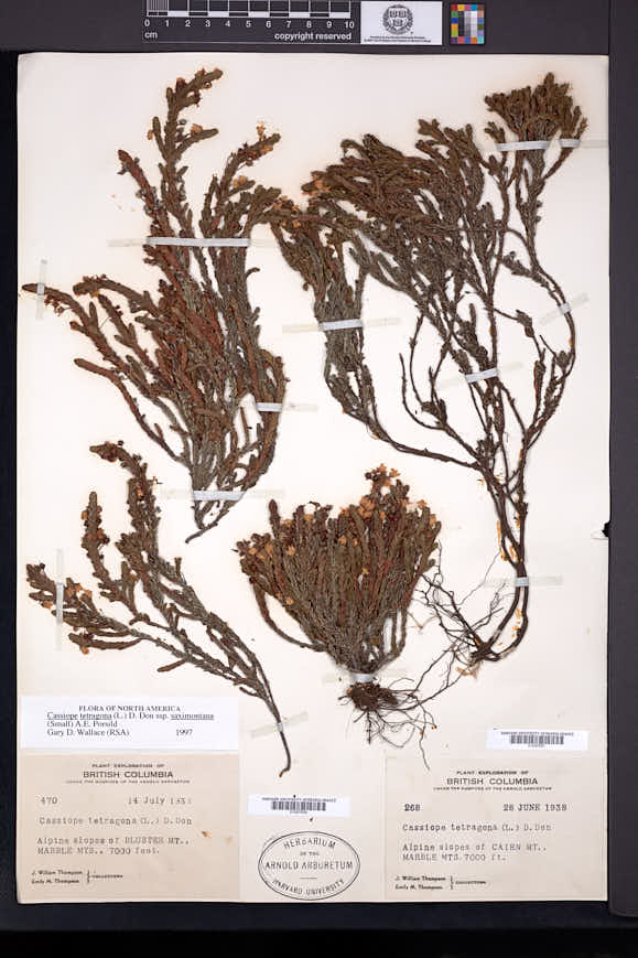Cassiope tetragona subsp. saximontana image