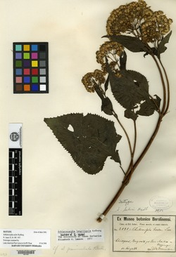 Schistocarpha longiligula image
