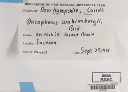 Oncophorus wahlenbergii image