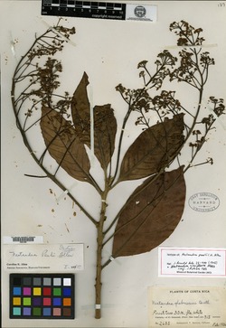 Image of Nectandra cissiflora