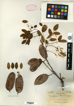 Caesalpinia platyloba image