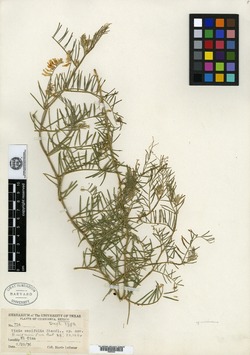 Image of Vicia canifolia