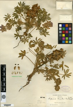 Lupinus densiflorus var. crinitus image
