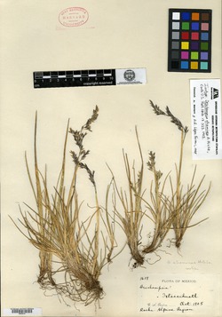 Image of Deschampsia liebmanniana