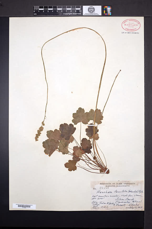 Image of Heuchera tenuifolia