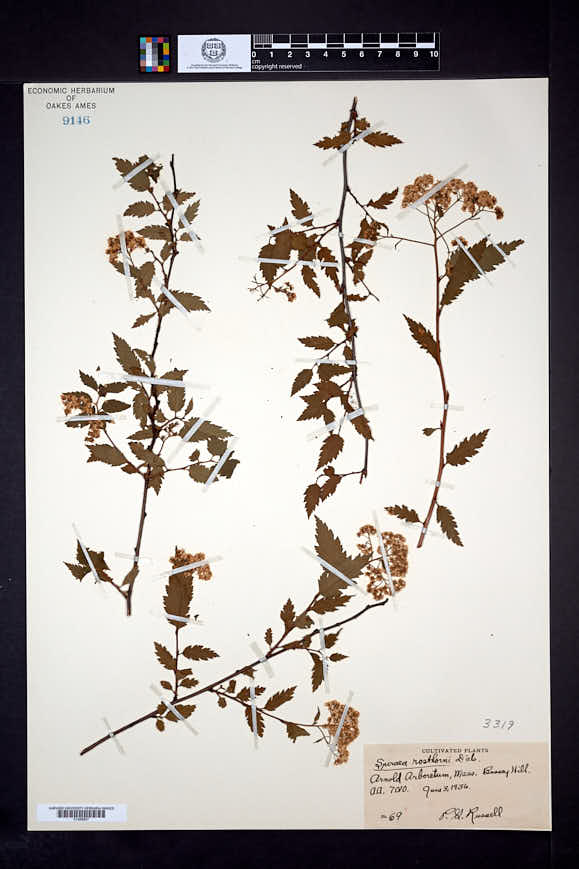 Image of Spiraea rosthornii