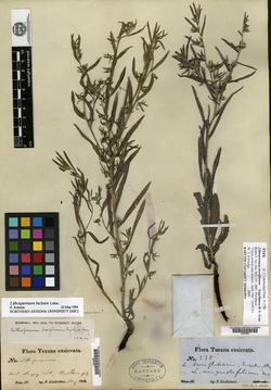 Lithospermum breviflorum image