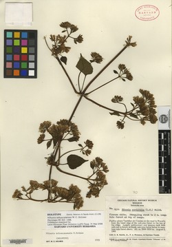 Mikania tehuacanensis image