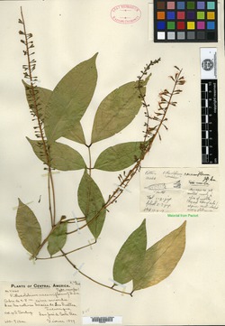 Image of Abarema racemiflora