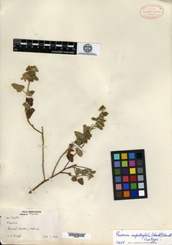 Image of Pavonia nepetifolia
