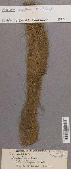 Bryoria capillaris image