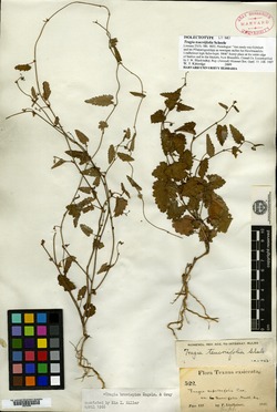 Image of Tragia teucriifolia